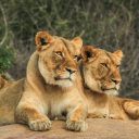 Afrique du Sud : une destination de choix pour un safari