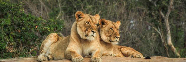 Afrique du Sud : une destination de choix pour un safari