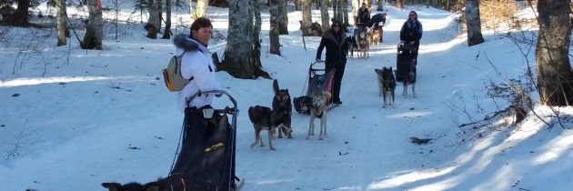 Le grand Nord avec Mush and Rando activités chien de traineau vercors