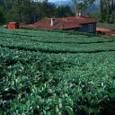 Ce qu’il faut savoir sur la culture du thé en Inde