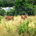 Où partir en Tanzanie pour voir plus d’espèces animales ?