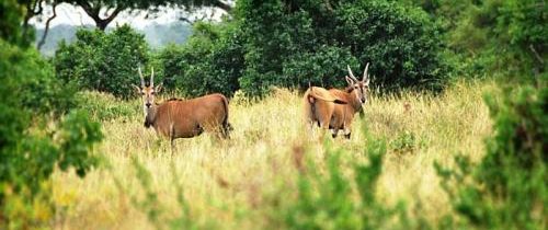 Où partir en Tanzanie pour voir plus d’espèces animales ?