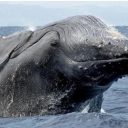 Détente  au cœur de l’Océan Indien et appréciation de la baleine à bosse à Madagascar