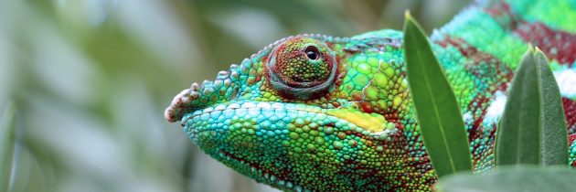 MADAGASCAR: L’unique