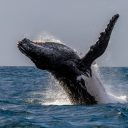 Voyage et aventure : Les baleines débarquent à Madagascar !