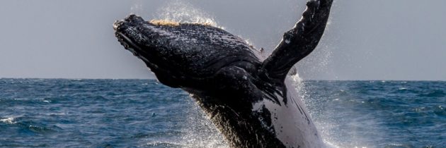 Voyage et aventure : Les baleines débarquent à Madagascar !