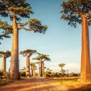 Découvrir la faune et le paysage de Madagascar