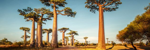 Découvrir la faune et le paysage de Madagascar