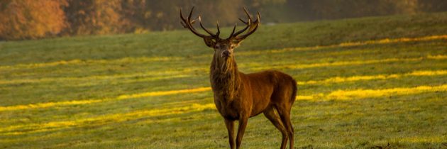 Voyager et chasser: voici un petit guide de la chasse au cerf