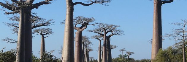 Tourisme durable et responsabledurant son voyage à Madagascar